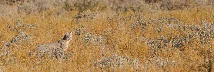 African wild cat in Kalahari grass © Chris