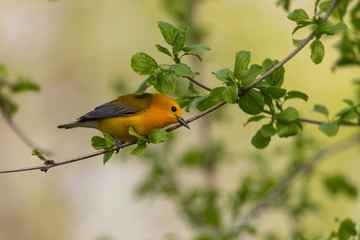 Beautiful Prothonotary Warbler perched in thickets 