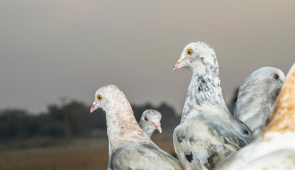 lots of pigeons