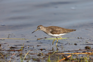 Greater Yellowlegs foraging on shore of lake