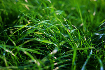 summer juicy green grass