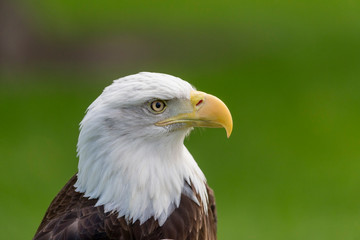 Adult American Bald Eagle Portrait