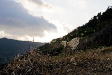 ススキ　夕日