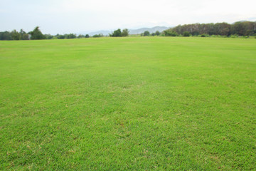 field of green grass and blue sky