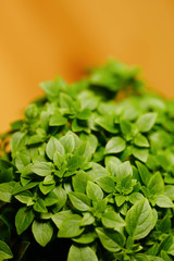 Bright green plant with small leaves in a pot in the interior. 