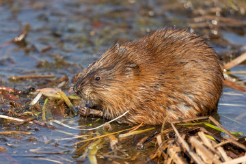 Muskrat feeding in shallow water of pond	