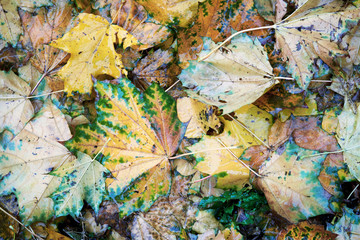 Autumn background with wet fallen maple leaves under the rain outdoors