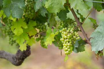Green Grapes on the vine waiting for the harvest	