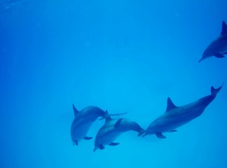 Swimming with dolphins in the wild at Dolphin house Sataya reef