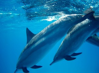 Swimming with dolphins in the wild at Dolphin house Sataya reef