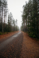 Fototapeta na wymiar Fairytale Forest Finland. Foggy forest near Helsinki