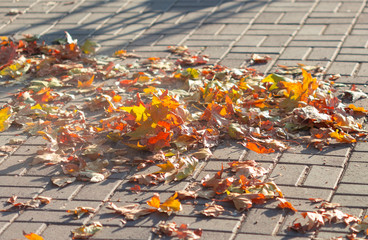 Colorful fallen leaves on a sidewalk in warm Autumn day.