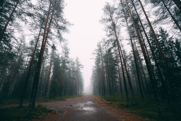Fairytale Forest Finland. Foggy forest near Helsinki