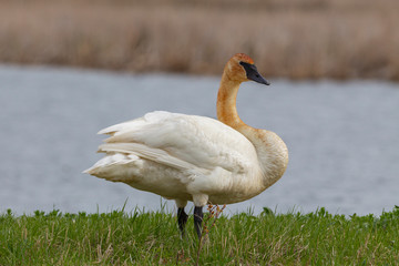Trumpeter Swan on Swan Lake