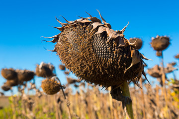 Image of fields of sunflowers