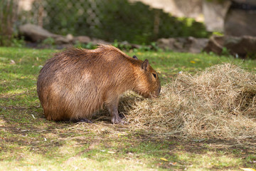 Adult capybara in a Captive Enviornment