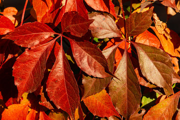 Naklejka na ściany i meble Red autumn leaves genus quinquefolia (reptile Virginia, reptile Victoria, ivy of five leaves) onblurred background green leaves. Selective focus. Close-up. Sunny autumn day. Nature concept for design.