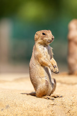 Black-tailed Prairie Dog in Theodore Roosevelt National Park North Dakota USA	