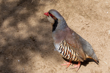 Chuckar Partridge resting in the shade