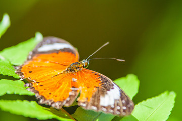 Monarchfalter auf einem Blatt