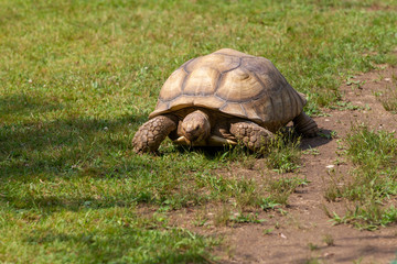 Tortoise walking in grassy environment