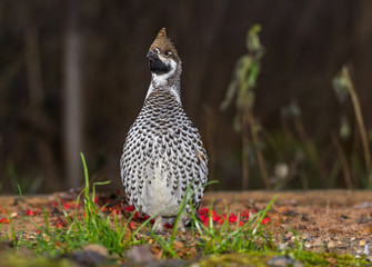 Grouse