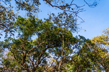 Trees at the Ruins of Yashwantgad Fort. Redi, Maharashtra