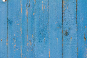 blue wooden background, a fragment of an old wooden fence with cracks, nails and peeling paint