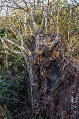 Ruins of Yashwantgad Fort. Old walls covered by trees, Redi, Maharashtra