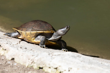 Obraz premium Beautiful Sandwich Tern on a Florida Beech
