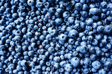 Blueberry background. Ripe and juicy fresh blueberries. Blueberries close up.