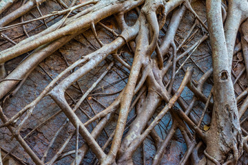 Old stone wall covered by roots. Yashwantgad Fort, Redi, Kanyale, Maharashtra, India