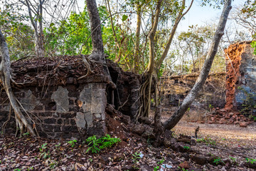 Fototapeta na wymiar Ruins of Yashwantgad Fort. Old walls covered by trees, Redi, Maharashtra