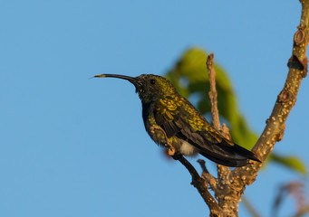 Male Antillean Mango 