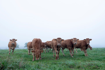 brown limousin cows in misty meadow on early morning in the countryside