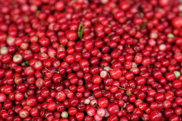 cranberry background. Ripe and juicy fresh cranberries. Cranberries 