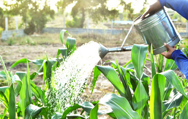 A gardener is watering corn