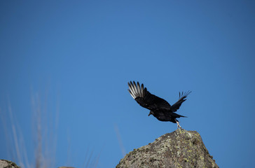 jote levantando vuelo
