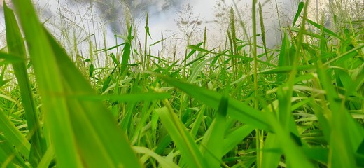 green grass in the pond