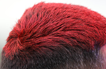 Red hair on a man’s head