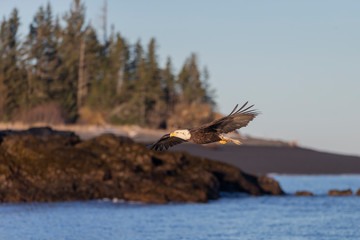 Adult North America Bald Eagle in Kachemak Bay, Alaska	