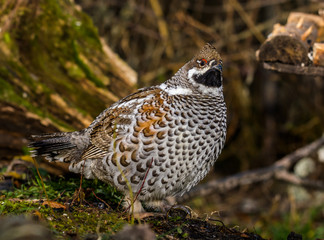 Grouse