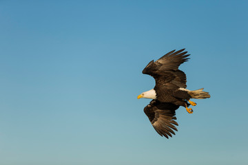 Adult North America Bald Eagle in Kachemak Bay, Alaska	