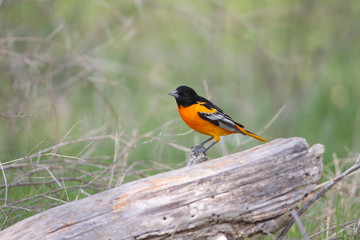 Baltimore Oriole perched on wood