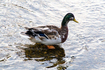 Fototapeta premium 2015年9月, 日本, 京都, 鴨川