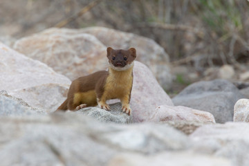 Long-tailed weasel at Bear River Bird Sanctuary