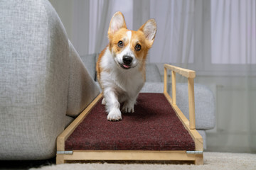 Fototapeta na wymiar A funny welsh corgi pembroke dog,coming down on a home ramp. Safe of back health in a small dog.