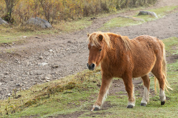 Fototapeta premium Piękny Wild Pony of Virginia's Grayson Highlands State Park