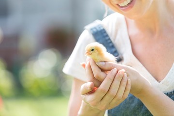 Farmer holding baby chick ni farm
