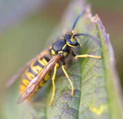 Portrait of a wasp on a green leaf